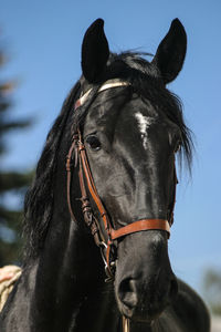 Close-up of horse