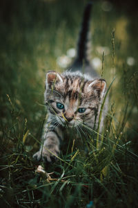 Innocent newborn cat discovers wildlife and undergoes immediate development regarding new sensations