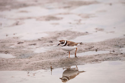 Seagull on a beach