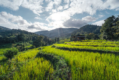 Scenic view of agricultural field against sky