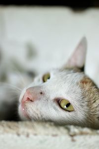 Close-up portrait of cat