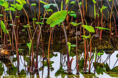 Plants growing in a lake