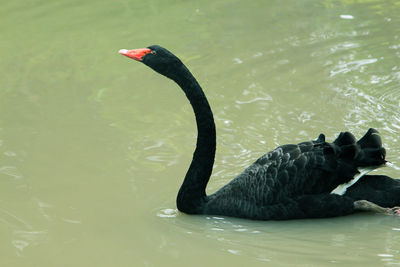 Black swan swimming in lake