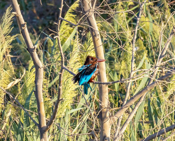 Bird perching on a tree