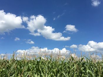 Plants growing on field against sky