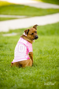 Dog on grassy field