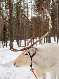 White reindeer with big antlers in lapland, finland