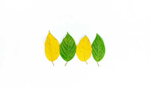 Close-up of multi colored leaves against white background