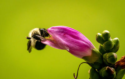 Close-up of bee pollinating on pink flower