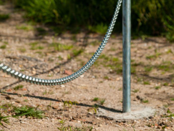 High angle view of lizard on land