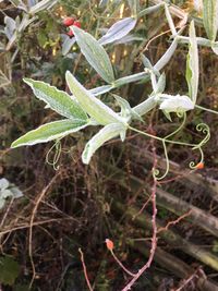 Close-up of plant