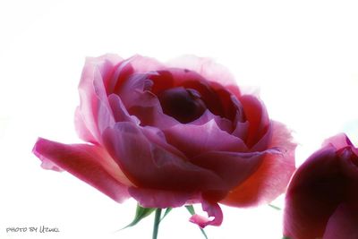 Close-up of pink rose blooming against white background