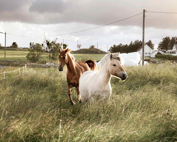 Horses in the field