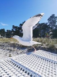 Seagull flying in the sky