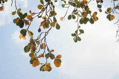 Low angle view of berries growing on tree against sky