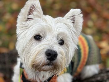 Close-up portrait of dog