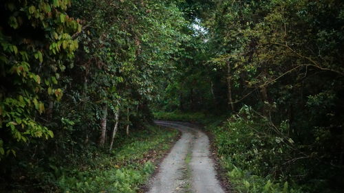 Dirt road amidst trees in forest