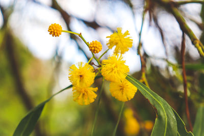 Close-up of yellow flowering wattle tree