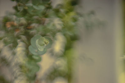 Close-up of flowering plant