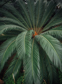 Full frame shot of palm tree