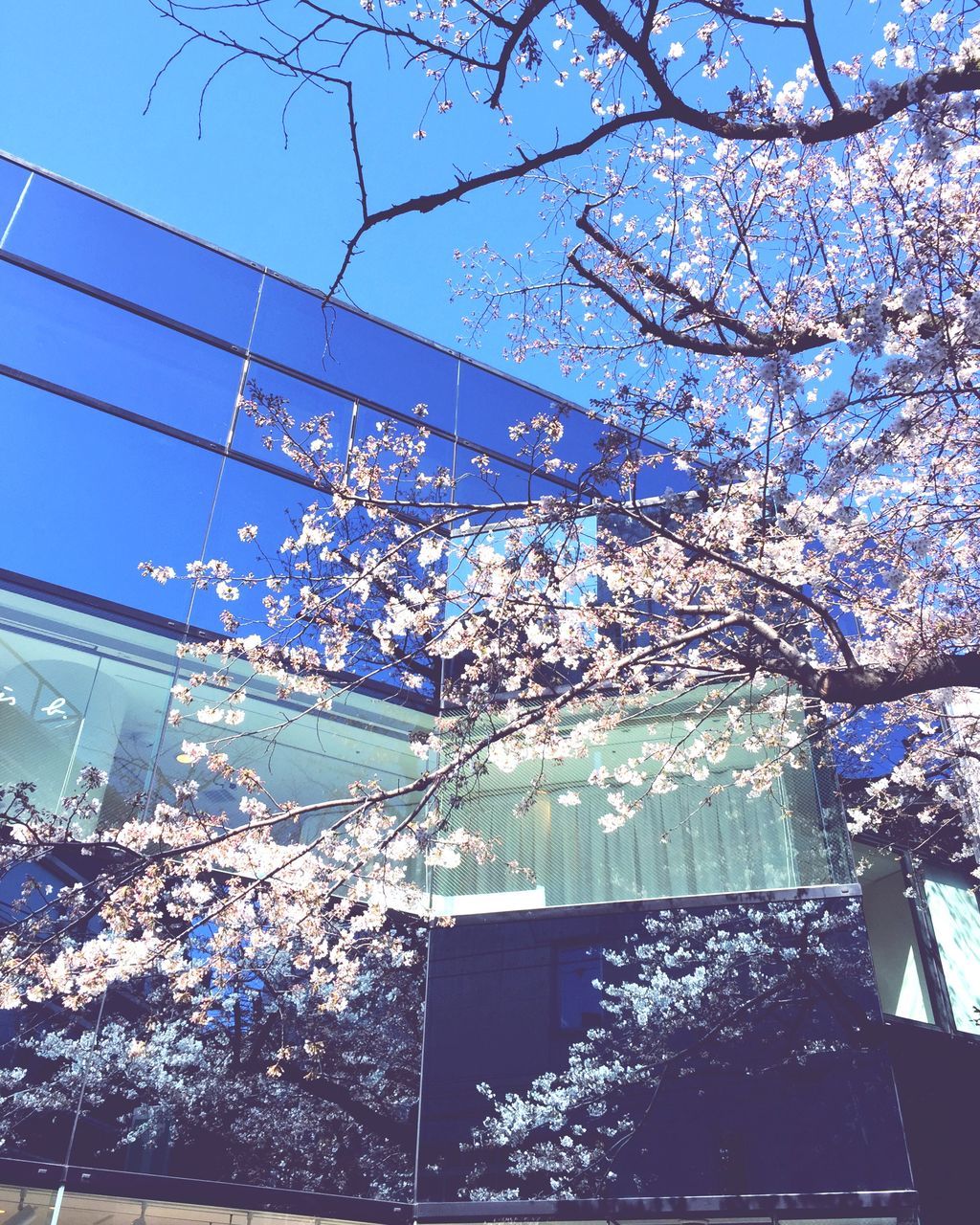 building exterior, built structure, low angle view, tree, architecture, city, branch, clear sky, building, sky, growth, modern, office building, flower, day, outdoors, no people, glass - material, city life, bare tree