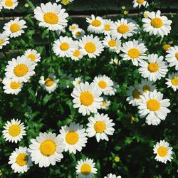 Close-up of daisies