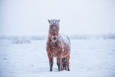 Portrait of horse standing on snow field