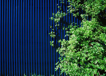 Low angle view of trees