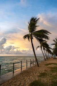 Palm trees on beach against sky during sunset