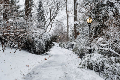 Snow covered road amidst trees during winter