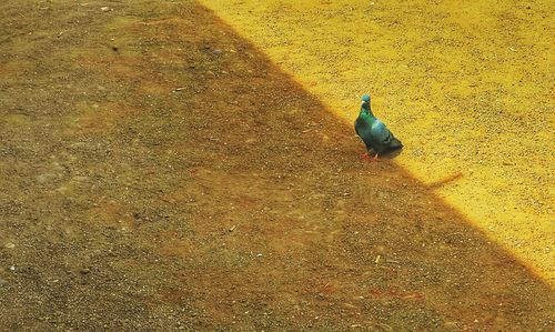 High angle view of bird perching on shadow