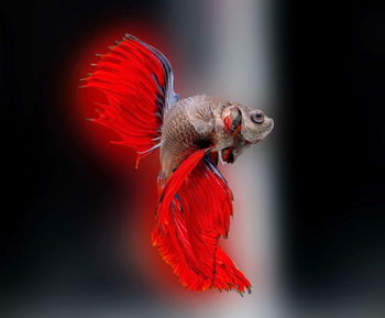 Siamese fighting fish,betta splendens,red fish on a blurred background, halfmoon betta,