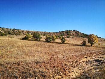 Scenic view of field against clear blue sky