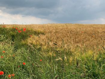 Scenic view of grassy field against sky