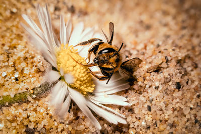 Wild sand bee with tongue on flower seed sitting