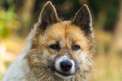 Close-up portrait of dog