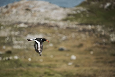 Bird flying over a water