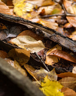 Close-up of dry leaves on wood