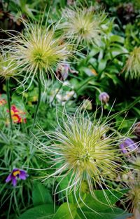 Close-up of flowering plant on field