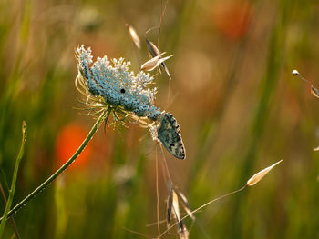 Close-up of butterfly on flower