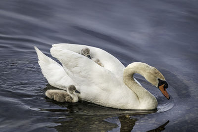 A swan swimming with her cygnets riding on her back