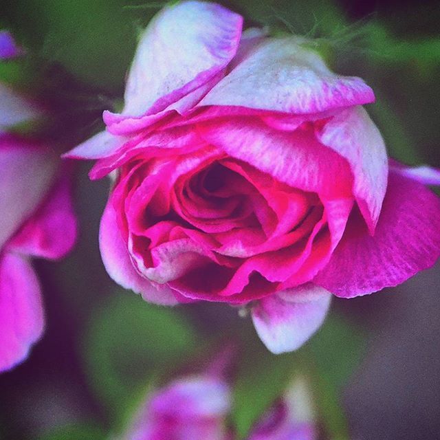 flower, petal, freshness, fragility, pink color, flower head, close-up, growth, beauty in nature, focus on foreground, nature, blooming, selective focus, plant, pink, in bloom, blossom, rose - flower, single flower, park - man made space