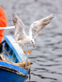 Seagulls flying over lake