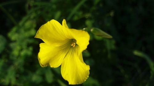 Close-up of yellow flower blooming outdoors