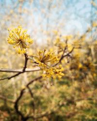 Close-up of yellow cherry blossoms in spring