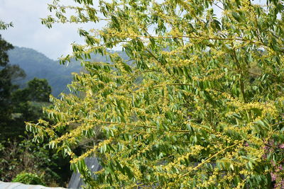 Trees and plants growing on field against sky