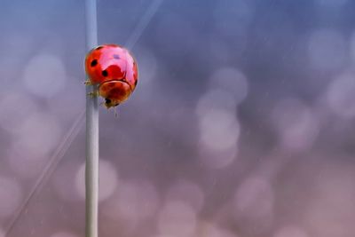 Close-up of ladybug on water