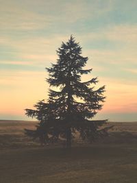 Tree by sea against sky during sunset