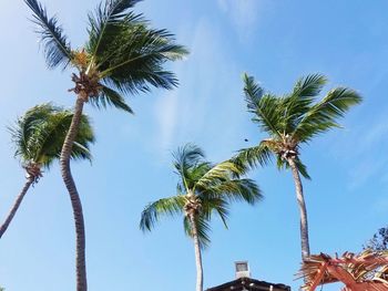 Low angle view of palm trees against blue sky