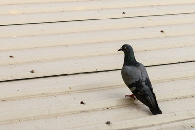 High angle view of pigeon perching on wooden wall